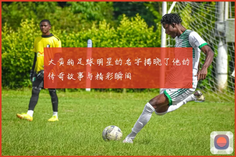 大黄狗足球明星的名字揭晓了他的传奇故事与精彩瞬间
